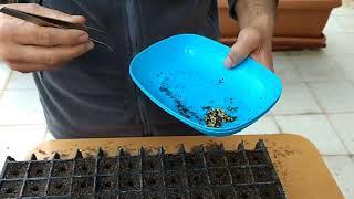 Ev Ortamında Sebze Tohumu Çimlendirme ve Fide Yetiştirme 1