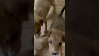 Puppy protests with mom over not going to sleep  Cute dispute #shorts
