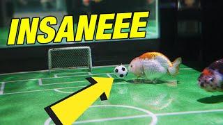 This Goldfish Should be in the Soccer Olympics