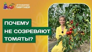 ПОЧЕМУ НЕ СОЗРЕВАЮТ ТОМАТЫ ПРИЧИНЫ И РЕШЕНИЯ