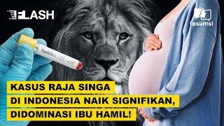 Kasus Raja Singa di Indonesia Naik Signifikan Didominasi Ibu Hamil - Asumsi Flash