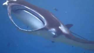 Manta Rays the largest brains of fish species