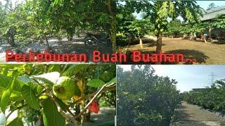 Main Ke Perkebunan Buah Buahan lagi..