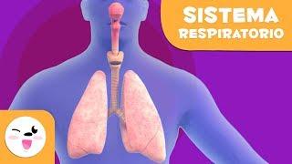 El sistema respiratorio  El cuerpo humano para niños