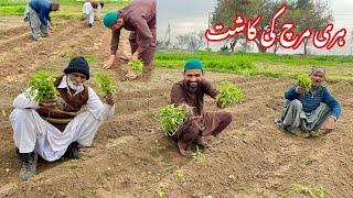 Cultivation of Green Chilli in Pakistan ️ ہری مرچ کی کاشت By Mozzam Saleem