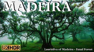 Laurisilva of Madeira - Fanal Forest -  Over 800 years old trees. - Portugal   8K