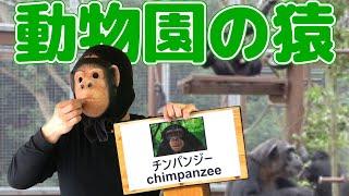 動物園の猿