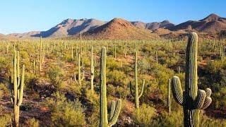 Best of Saguaro National Park Arizona Avventure nel Mondo video di Pistolozzi Marco
