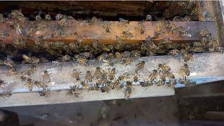 BAYRAMI OĞUL YAKALAMAYLA GEÇİRDİK ÇOK ŞÜKÜR #arıcılık #honeybee #beekeeping #aricilik#honey
