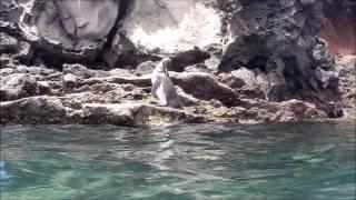 Galapagos-Pinguin während dem Schnorcheln auf den Galapagosinseln Ecudaor