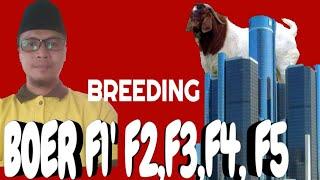 Update Cara breeding kambing boer F1 F2F3 F4 & F5 The way recording of a boer Goats