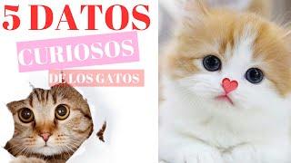  5 Cosas Fascinantes que No Sabías Sobre los Gatos 