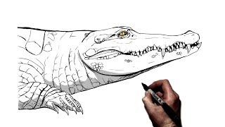 How To Draw A Crocodile  Step By Step 