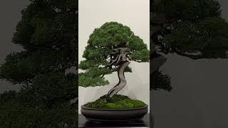 New video out today Swindon winter image show 2024 #bonsai #japan #show #stand #pot #art #winter