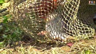 Amazing Fish Catching in Village River গ্রাম্য মাছ ধরার উৎসবে বড় রুই মাছ শিকার