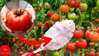 Just 1 tablespoon and the tomatoes will EXPLODE OVERNIGHT