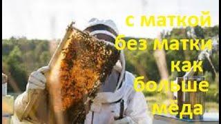 #Пчёлы. Семьи на пасеке с изоляцией матки и без. Результаты по взятку. Не облетелись матки действия