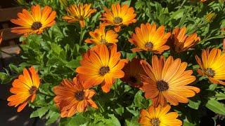 Crazy hard Osteospermum prune in mid summer - gets beautiful results in a few weeks