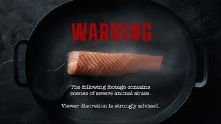 VIEWER DISCRETION ADVISED - SALMON FARM INVESTIGATION