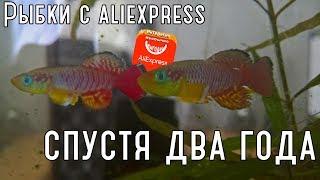 Живые рыбки с Aliexpress два года спустя