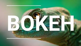 VIDEO BOKEH full HD Animal World