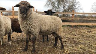 Купил барана производителя Породы суффолк Suffolk .Suffolk Sheep