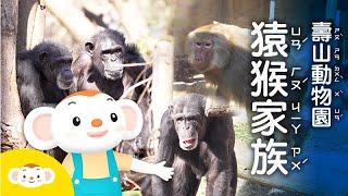 【樂樂帶你探險去】壽山動物園２，你知道「猿」和「猴」不一樣嗎？紅毛猩猩、黑猩猩、獼猴、猿猴總動員｜小行星樂樂TV