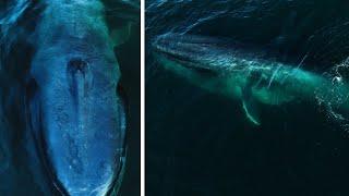 The LARGEST Animal on Earth is Incredible Finding the Blue Whale
