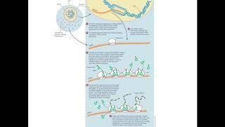 Basics of Protein Synthesis from DNA