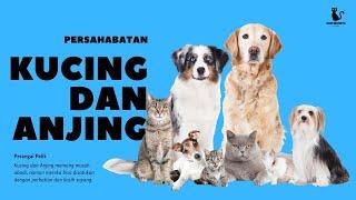 Perangai Pelik  Persahabatan Kucing dan Anjing