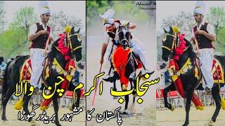 Akram Chuns Famous breeder desi horse of Pakistan  Sanjab Stallion and blood line information