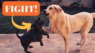 Tiny Staffy VS GIANT Mastiff FULL FIGHT