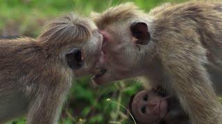 Baby Macaque Bullied  BBC Earth