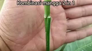 216 Kombinasi mangga 2 in 1