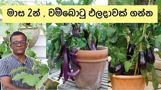 මාස 2න් ඵලදාවක් ගන්න මේ විදියට වම්බොටු වවන්න  How Grow Brinjal at homeCeylon Agri WambotuEpi.293