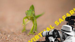 The most incredible sightings of 2022- Virtual Safari #147