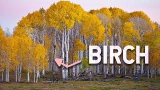 BIRCH - 5 Things you Didnt Know About this Amazing Tree