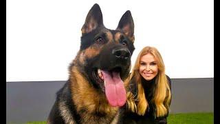 THE GERMAN SHEPHERD DOG - Working line or Show?