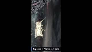 Female calling behavior of invasive fall armyworm Spodoptera frugiperda