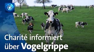 Vogelgrippe Charité informiert über Risiken