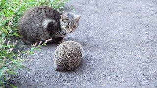 A wild hedgehog vs. six cats