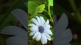 A Beautiful white Gerbera flower with blue centre in natural setting and relaxing nature sound.