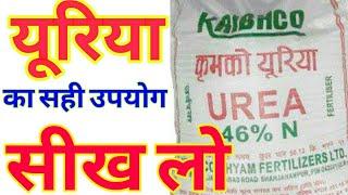 यूरिया का सही उपयोग छोटे पौधों को यूरिया कितना ।बड़े पौधों में यूरिया उपयोग urea use home garden te