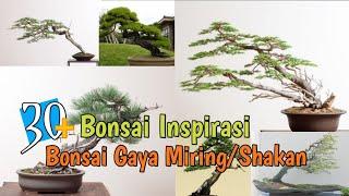 30+ Inspirasi bonsai gaya Miring