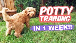 HOW TO Potty Train Your Puppy FAST  10 week old puppy trained in 1 WEEK