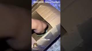 DEKSY Vs LAS CAJAS MISTERIOSAS Fandub Español  DeksyTheCat en Español  #shorts #memes #humor