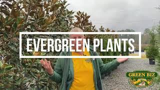 Evergreen Plants  Best Evergreen Plants  Best Screening Evergreen Plants