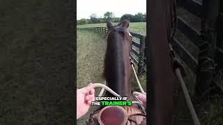 Horses Can Learn A New Skill Quickly  Horse Training