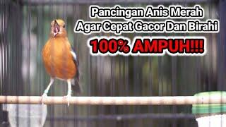 PANCINGAN ANIS MERAH GACOR LAGU VARIASI 100% AMPUH DONGKRAK BIRAHI ANIS MACET BUNYI