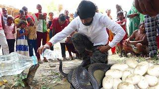 सावन के पावन महीने में ऐसा अद्भुत नजारा बहुत कम देखने को मिलता है Venomous Cobra & 15 egg Rescue